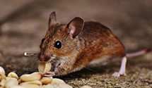 24 Hour & Emergency Exterminators in Libertytown, MD